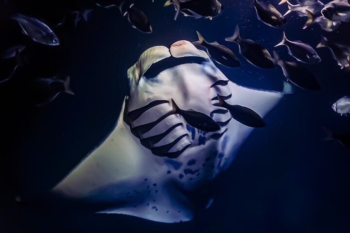 Manta Ray Night Snorkel Tour in Kailua-Kona, Big Island - Photo 1 of 6